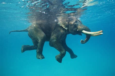 Nature Animals Elephants Water Underwater Swimming Blue Reflection Tusk Wallpapers Hd