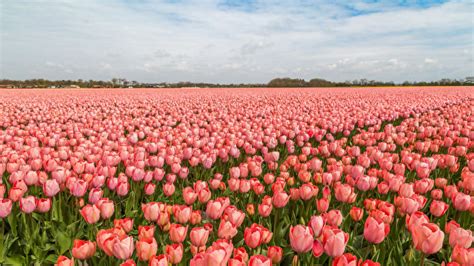 Picture Netherlands Tulips Pink Color Fields Flowers Many