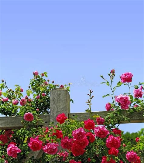 Roses On A Fence Stock Photo Image Of Climbing Residential 5059884