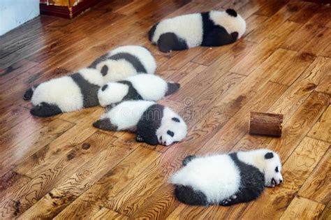Six Giant Panda Cubs Sleeping On Wooden Floor Stock Photo Image Of