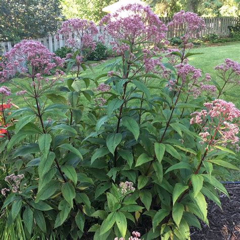 Where To Place Hollow Joe Pye Weed In Feng Shui Characteristics