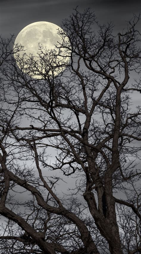 Treetop Moon By Gene Linzy 500px Moon Photography Beautiful Moon