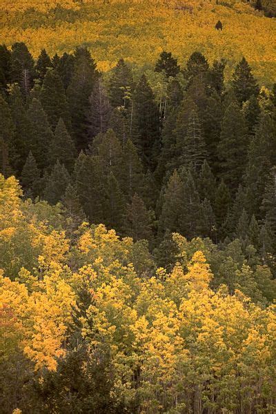 An Elevated Autumnal View Of A Forest With A Stand Of Evergreen Trees