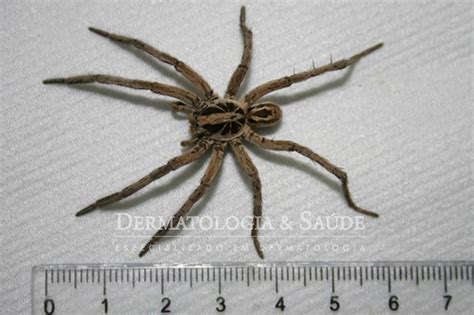 Por exemplo, ela não produz teia e, exatamente por isso, não tem como guardar as presas. Araneísmo- Acidentes por aranhas- Tarântulas ou Lycosa ...