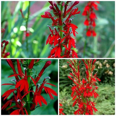 Cardinal Flowerbareroot Red Lobelia Cardinal Flower Rain Garden