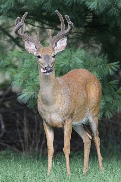 White Tailed Deer Buck Stock Photo Image Of Furry Woods 5861398