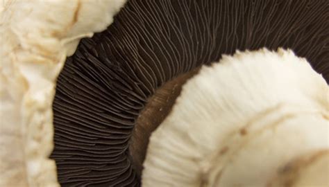 Mushroom Hunting In Georgia Sciencing