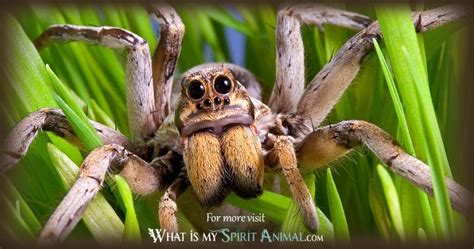 Spider Symbolism And Meaning Spirit Totem And Power Animal