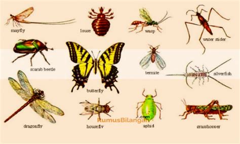 Pengertian Arthropoda Adalah Meliputi Peranan Klasifikasi Struktur