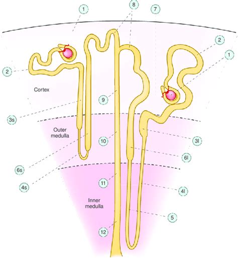 Anatomy Of Nephron