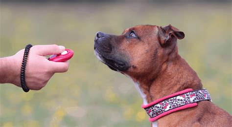 Is Clicker Training The Most Effective Way To Train Dogs Vitalcute