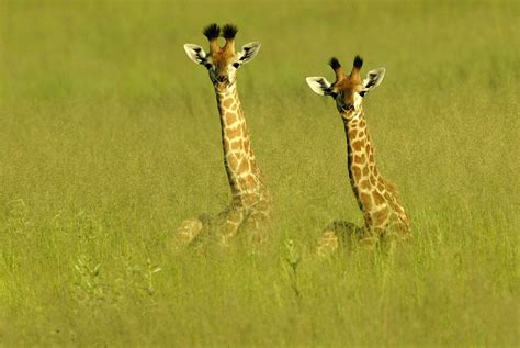 Baby Giraffes Giraffe Animals Animals Wild