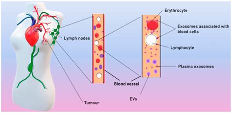 Exosomes In Breast Cancer Encyclopedia Mdpi