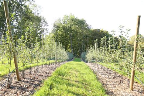 Dwarf Apples On Bud 9 Rootstocks Garden Inspiration Gardening Tips
