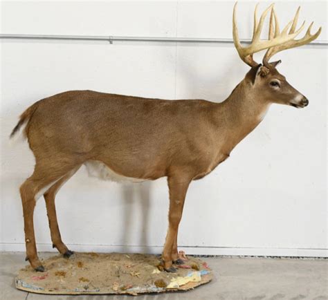 Lot 10 Point White Tail Deer Full Body Display