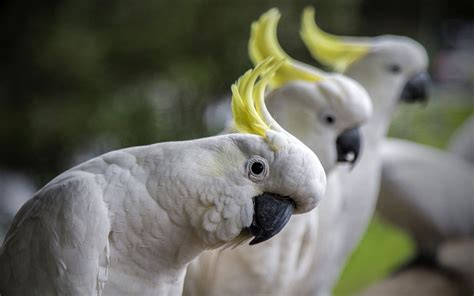 Kakadu Papağanı Kökeni Özellikleri Ve Bakımı Zoo Blog
