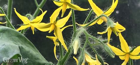 No,not all flowering plants bear fruits but the reproduce by scatering seeds. Top 3 Reasons Why Your Tomatoes Are Not Setting Fruit