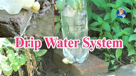 Plastic Bottle Drip Water System Simple And Easy For Plants Homemade