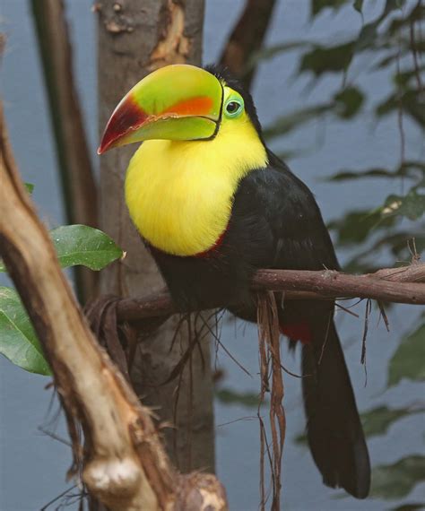 Pictures And Information On Keel Billed Toucan