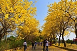 嘉義／全台最美的黃金風鈴木花道——八掌溪河堤 | u 值媒