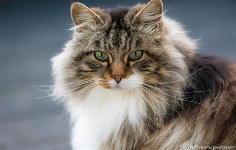 Norwegian forest cats hail from norway, and were exclusive to scandinavian countries until they protected the food supply on viking ships. Interesting facts about Norwegian Forest cats | Just Fun Facts