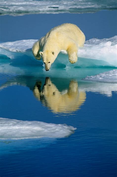 Polar Bear Lying On The Ice Floe Photographic Print For Sale