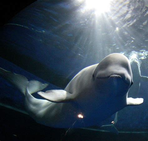 Belugas The Only True White Whale However There Are