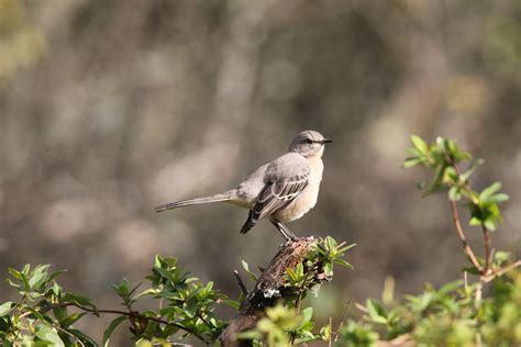 Arkansas State Bird Bilscreen