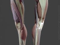 Foot Anatomy Ideas Anatomy Leg Anatomy Anatomy Images