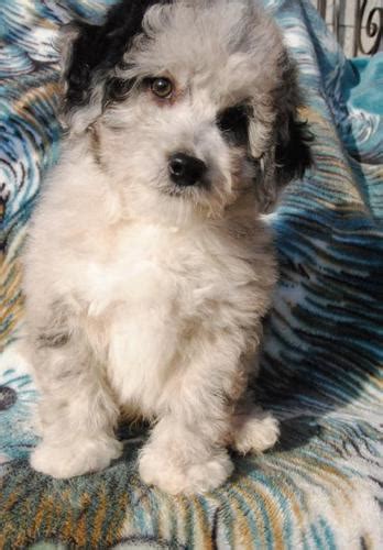 Puppy is located in maryland he is brown and white medium wavy hair pup is wonderful super friendly has. Aussiedoodle Puppy for Sale - Adoption, Rescue for Sale in ...