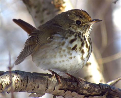 Adirondack Birds Soulful Music Of The Hermit Thrush The Adirondack