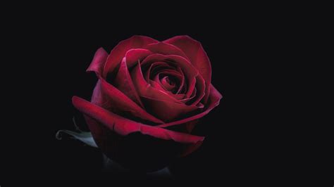 3840x2160 Rose Oled 8k 4k Hd 4k Wallpapers Images Backgrounds Photos