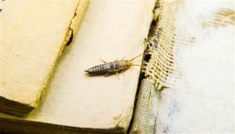 Are Silverfish Bad For Your Home Yes Find Out How