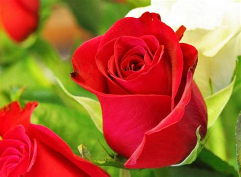 Gambar Bunga Mawar Cantik Di Dunia Misterdudu
