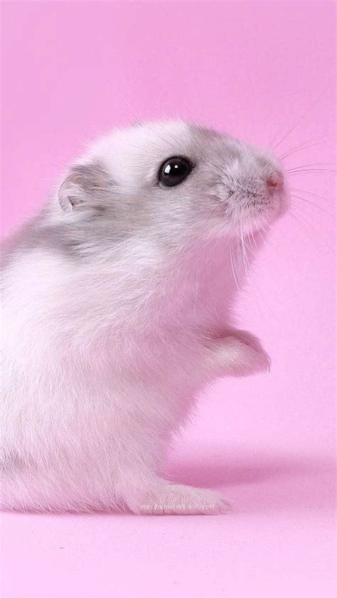 Just Pinned Cute Wild Animals Cute Hamsters Hamster Wallpaper