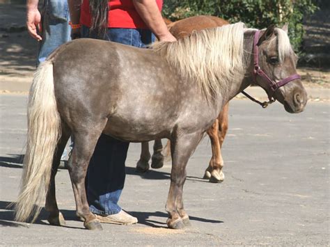 Miniature Horse Breed Information Appearance Care Uk Pets