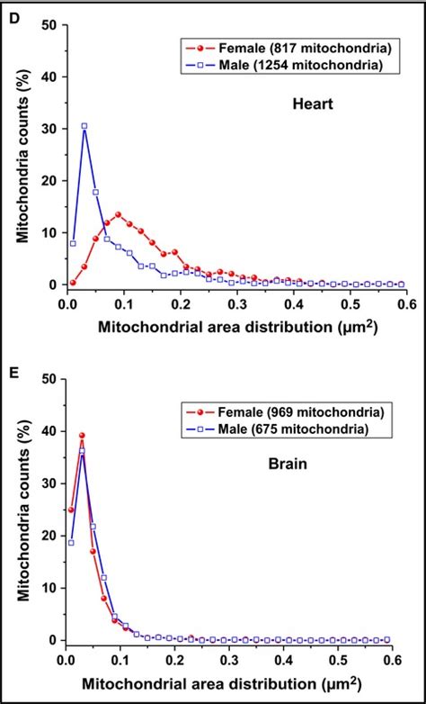 Sex‐specific Differences In Mitochondria Biogenesis Morphology Free Download Nude Photo Gallery