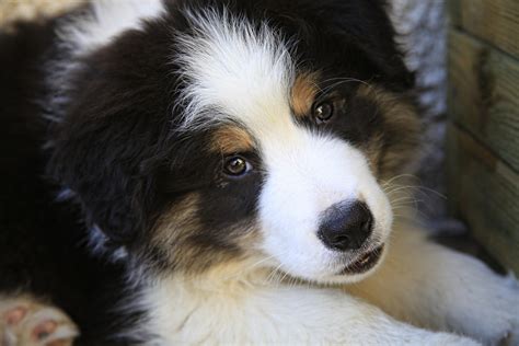 Free Images Puppy Cute Male Fur Domestic Animal Border Collie