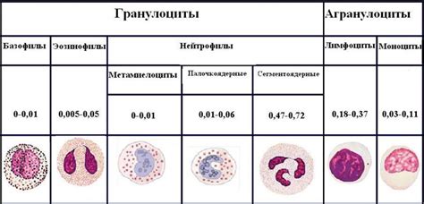 Elevated Monocytes In A Child Causes Pathology Treatment