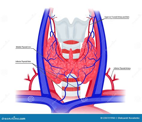 Vessels Of The Thyroid Gland Illustration Thyroid Gland Arteries And