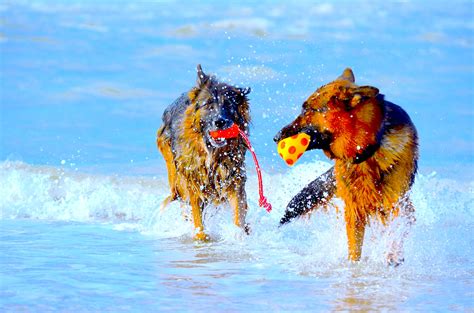 Free Images Beach Sea Water Play Wave Color Mammal Two Season