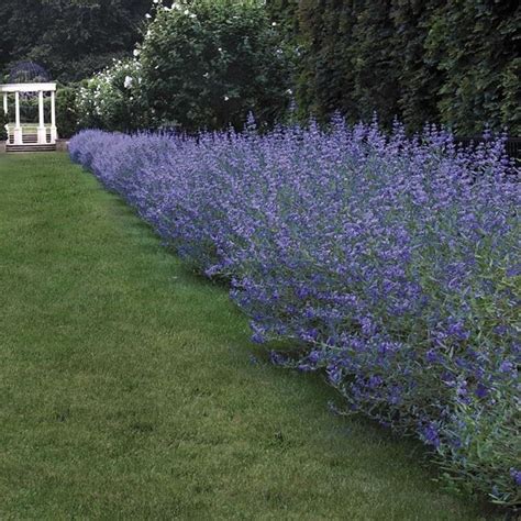 Scopri quali piante fiorite da ombra puoi coltivare facilmente! Risultati immagini per siepi di lavanda e rosmarino ...