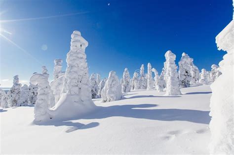 Beautiful Winter Landscape With Snowy Trees In Lapland Finland Frozen