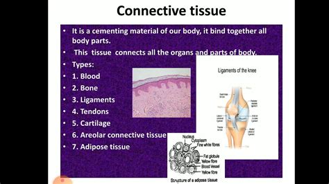 Max Learners Biology Class 9 Connective Tissue Youtube