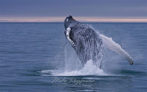 Humback Whale Megaptera Novaeangeliae Breaching Jumping Out Of The