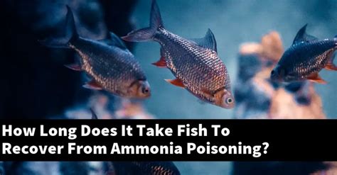How Long Does It Take Fish To Recover From Ammonia Poisoning Keeping