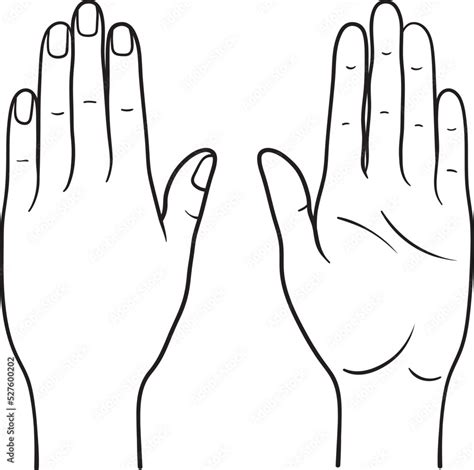 Human Hand Back And Palm View Vector Illustration Male Female Anatomy