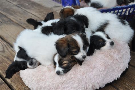 Brining joy to chronically and terminally ill children. Road's End Papillons : A pile of Puppies