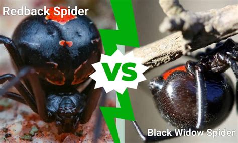 Redback Spider Vs Black Widow Spider 5 Differences A Z Animals
