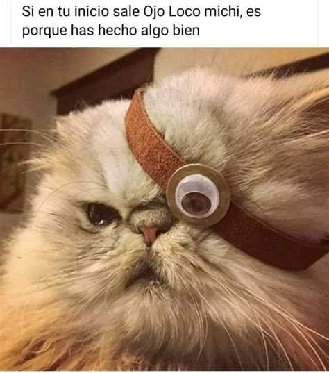 Pin De Romy En Gatitos En 2020 Memes De Gatos Divertidos Gatos Meme